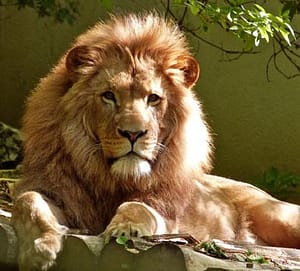 lion